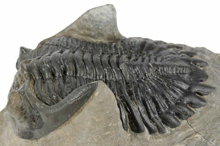 Bargain, Hollardops Trilobite Fossil - Ofaten, Morocco #197122